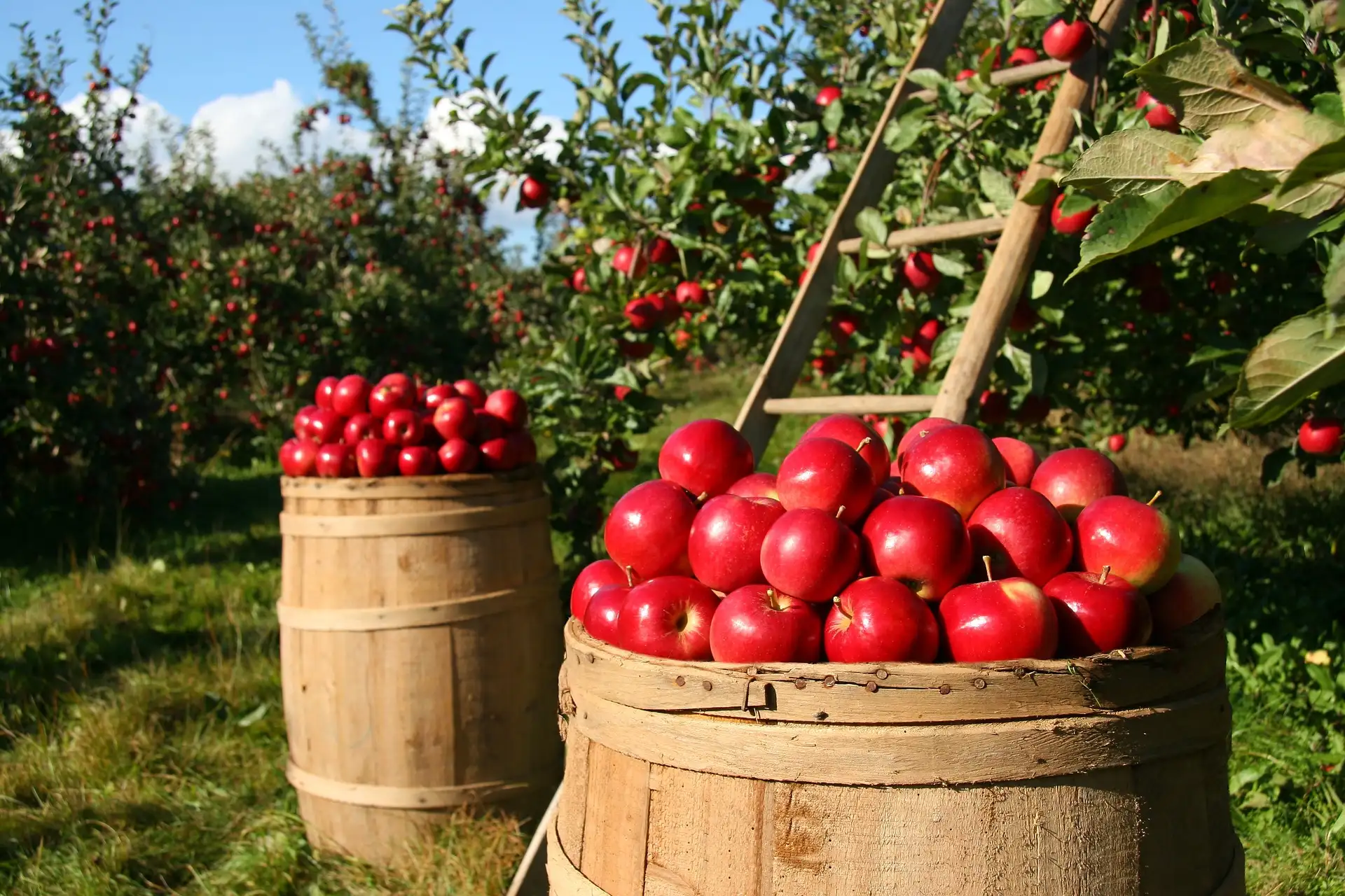 orchard 1872997 1920